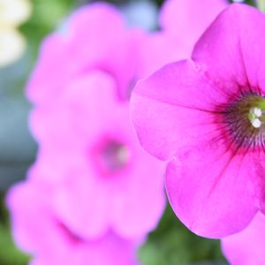 Preview wallpaper petunia, flowers, petals, pink