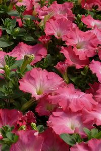 Preview wallpaper petunia, flowers, pink, tender, green