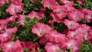 Preview wallpaper petunia, flowers, pink, tender, green
