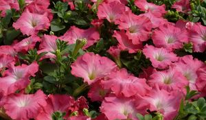 Preview wallpaper petunia, flowers, pink, tender, green