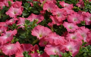 Preview wallpaper petunia, flowers, pink, tender, green