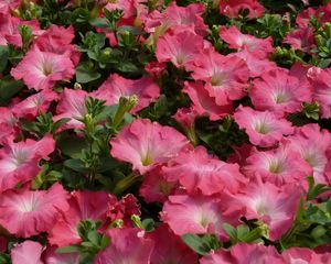 Preview wallpaper petunia, flowers, pink, tender, green