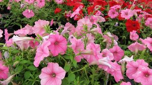 Preview wallpaper petunia, flowers, pink, red, green