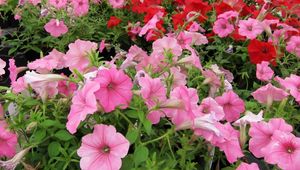 Preview wallpaper petunia, flowers, pink, red, green