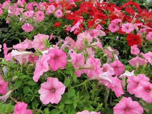 Preview wallpaper petunia, flowers, pink, red, green