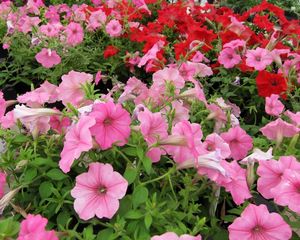 Preview wallpaper petunia, flowers, pink, red, green