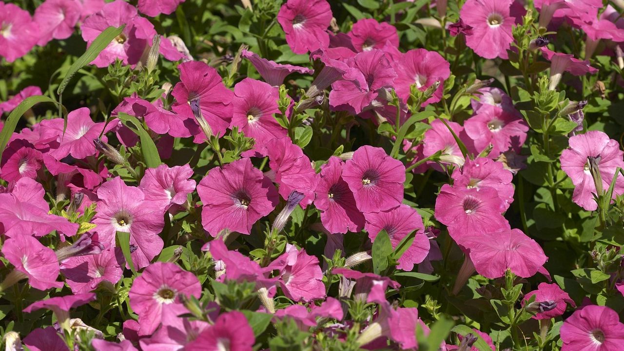 Wallpaper petunia, flowers, pink, flowerbed