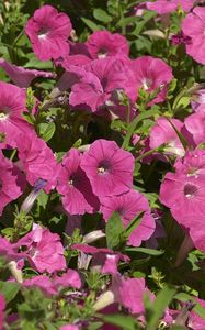 Preview wallpaper petunia, flowers, pink, flowerbed