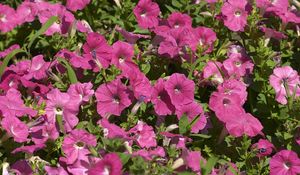 Preview wallpaper petunia, flowers, pink, flowerbed