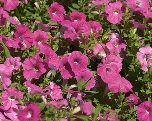 Preview wallpaper petunia, flowers, pink, flowerbed