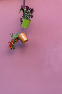 Preview wallpaper petunia, flowers, pots, minimalism