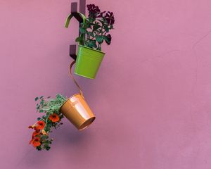 Preview wallpaper petunia, flowers, pots, minimalism