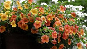 Preview wallpaper petunia, flowers, pots, beautifully