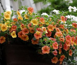 Preview wallpaper petunia, flowers, pots, beautifully