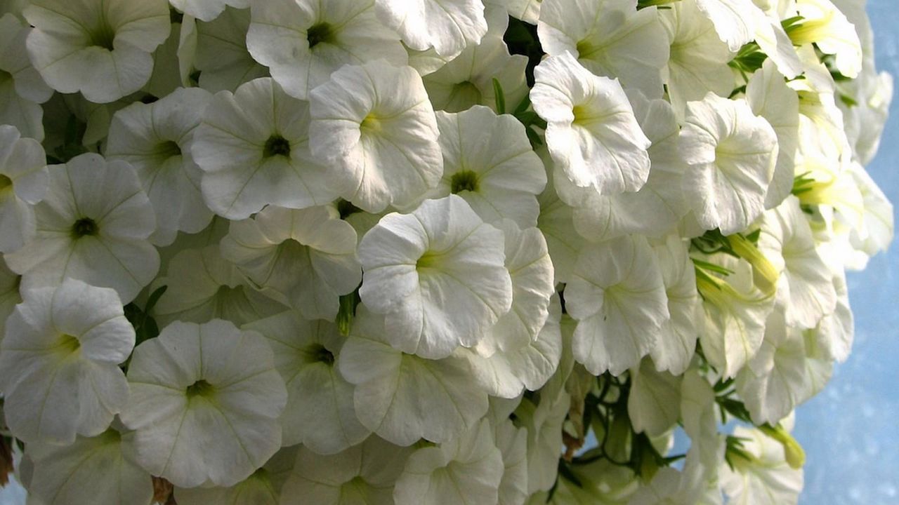 Wallpaper petunia, flowers, snow-white, close-up, beauty