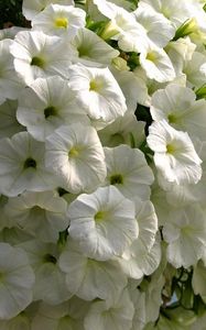 Preview wallpaper petunia, flowers, snow-white, close-up, beauty