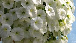 Preview wallpaper petunia, flowers, snow-white, close-up, beauty