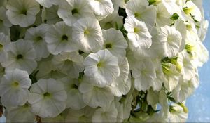 Preview wallpaper petunia, flowers, snow-white, close-up, beauty