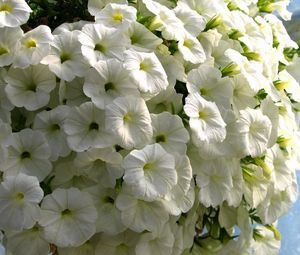 Preview wallpaper petunia, flowers, snow-white, close-up, beauty