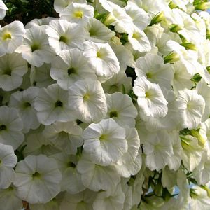 Preview wallpaper petunia, flowers, snow-white, close-up, beauty