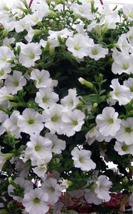 Preview wallpaper petunia, flowers, white, ball, lot