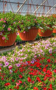 Preview wallpaper petunia, kalihobriya, flowers, pots, lot, greenhouse