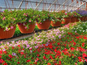 Preview wallpaper petunia, kalihobriya, flowers, pots, lot, greenhouse