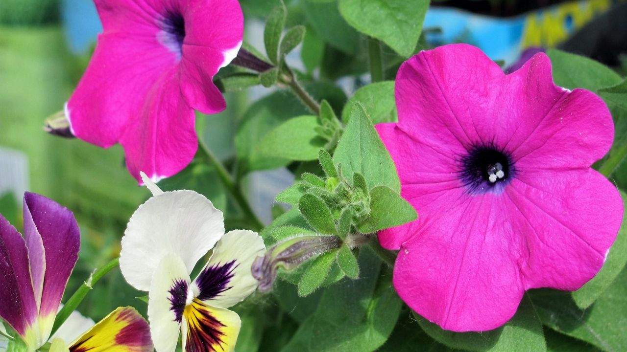 Wallpaper petunia, pansy, flowers, close-up