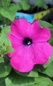 Preview wallpaper petunia, pansy, flowers, close-up