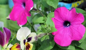 Preview wallpaper petunia, pansy, flowers, close-up