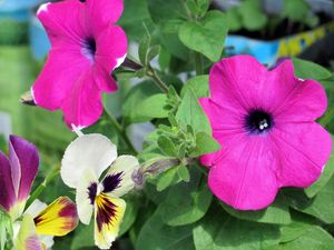 Preview wallpaper petunia, pansy, flowers, close-up