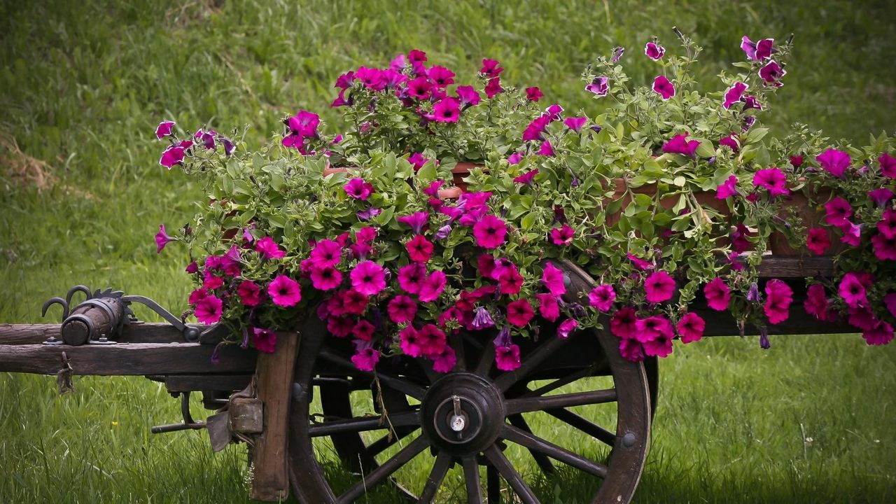 Wallpaper petunia, pots, cart, grass, beautiful