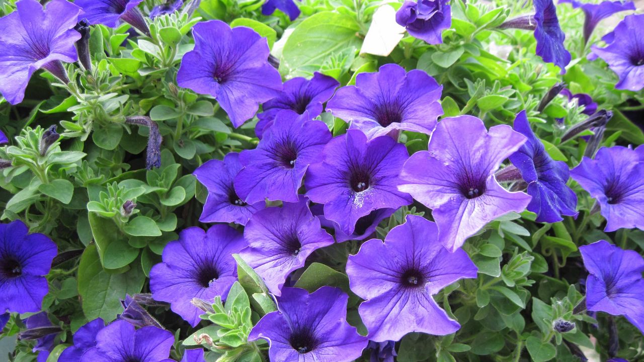 Wallpaper petunia, purple, green, beauty