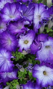 Preview wallpaper petunia, purple, two-tone, lot