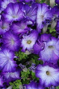 Preview wallpaper petunia, purple, two-tone, lot