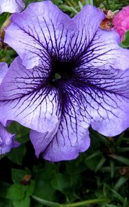 Preview wallpaper petunias, flower, flowerbed, bright, colorful