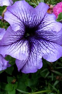 Preview wallpaper petunias, flower, flowerbed, bright, colorful