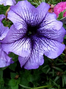 Preview wallpaper petunias, flower, flowerbed, bright, colorful