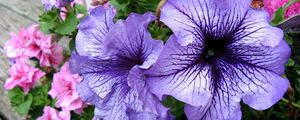 Preview wallpaper petunias, flower, flowerbed, bright, colorful