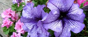 Preview wallpaper petunias, flower, flowerbed, bright, colorful