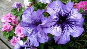 Preview wallpaper petunias, flower, flowerbed, bright, colorful