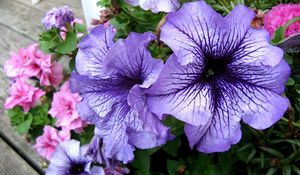 Preview wallpaper petunias, flower, flowerbed, bright, colorful