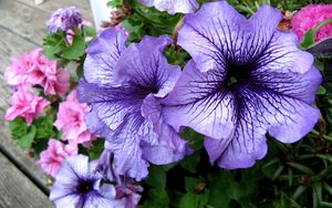 Preview wallpaper petunias, flower, flowerbed, bright, colorful