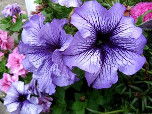 Preview wallpaper petunias, flower, flowerbed, bright, colorful