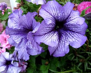 Preview wallpaper petunias, flower, flowerbed, bright, colorful