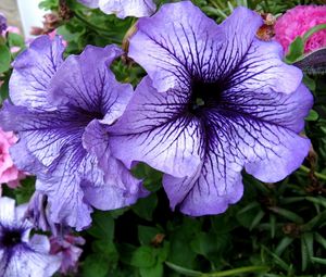 Preview wallpaper petunias, flower, flowerbed, bright, colorful