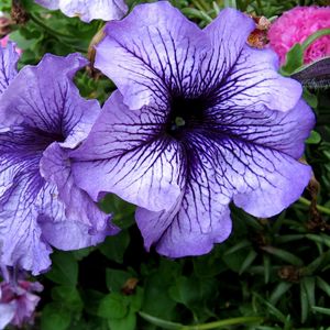 Preview wallpaper petunias, flower, flowerbed, bright, colorful