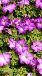 Preview wallpaper petunias, flowers, herbs, sun