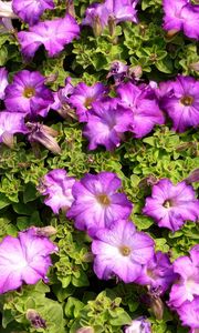 Preview wallpaper petunias, flowers, herbs, sun