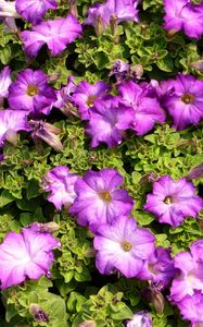 Preview wallpaper petunias, flowers, herbs, sun